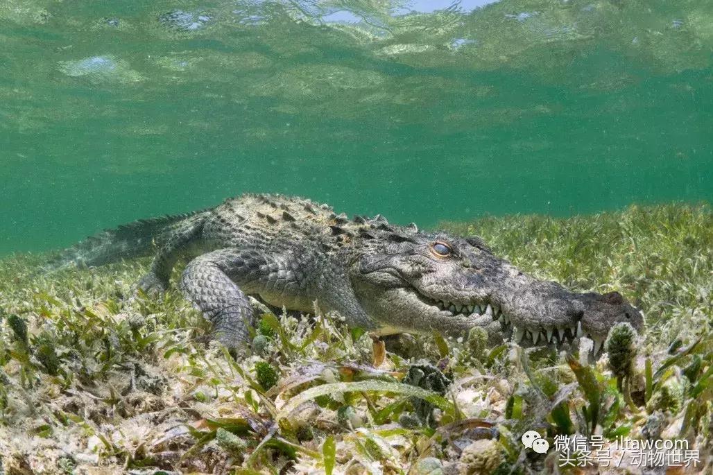 扬子鳄被称为古老的爬行动物,新生代爬行动物巨鳄
