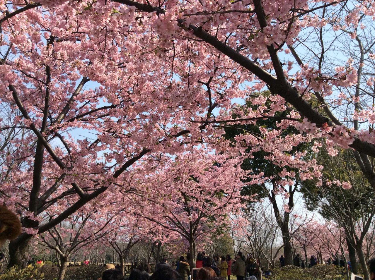 不用去日本也能看富士山,上海赏樱花攻略必去的地方