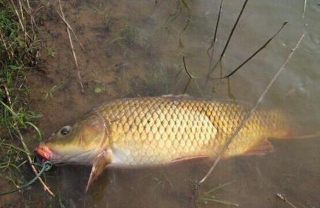 钓鱼大师老脱钩什么原因,钓鲤鱼脱钩怎么治