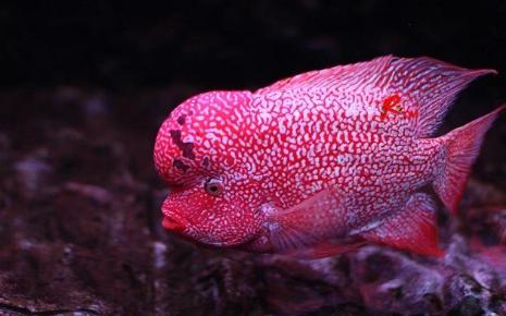 罗汉鱼饲养方法,金花罗汉鱼饲养技巧