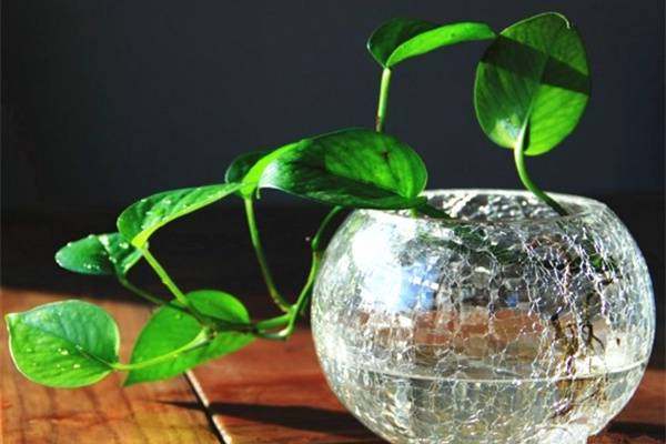 爷爷当初兴高采烈买的绿萝，没想到有危害，真后悔当初把它买回来