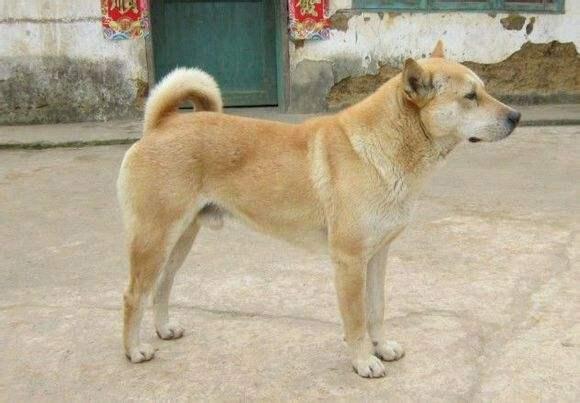 最受欢迎的狗狗十大排名,最受喜爱的狗狗排名