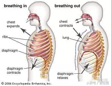 普拉提呼吸方法和技巧,普拉提呼吸和腹式呼吸的区别
