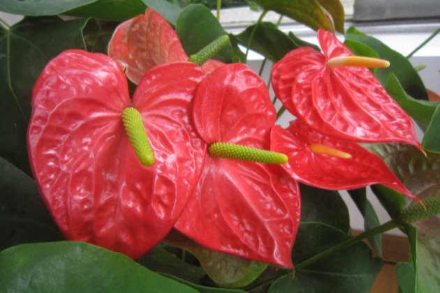 红掌枯萎怎么回事以及红掌花叶子枯萎怎么办