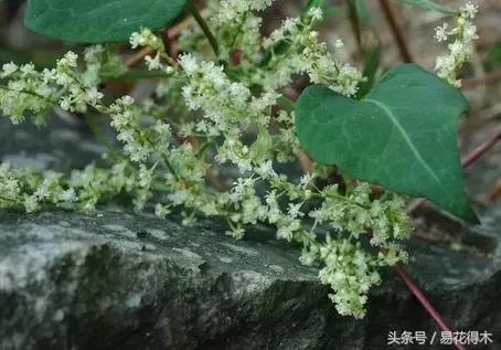 绿植山乌龟的养护方法有哪些,山乌龟的饲养方法与技巧