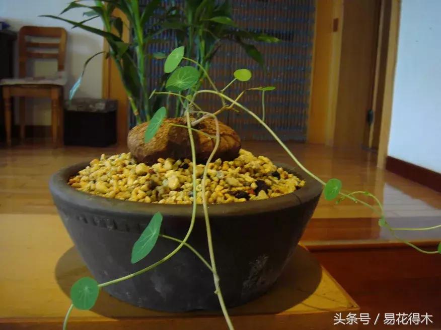 绿植山乌龟的养护方法有哪些,山乌龟的饲养方法与技巧