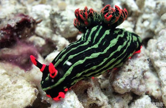 海兔的十大禁忌,海兔危险事件