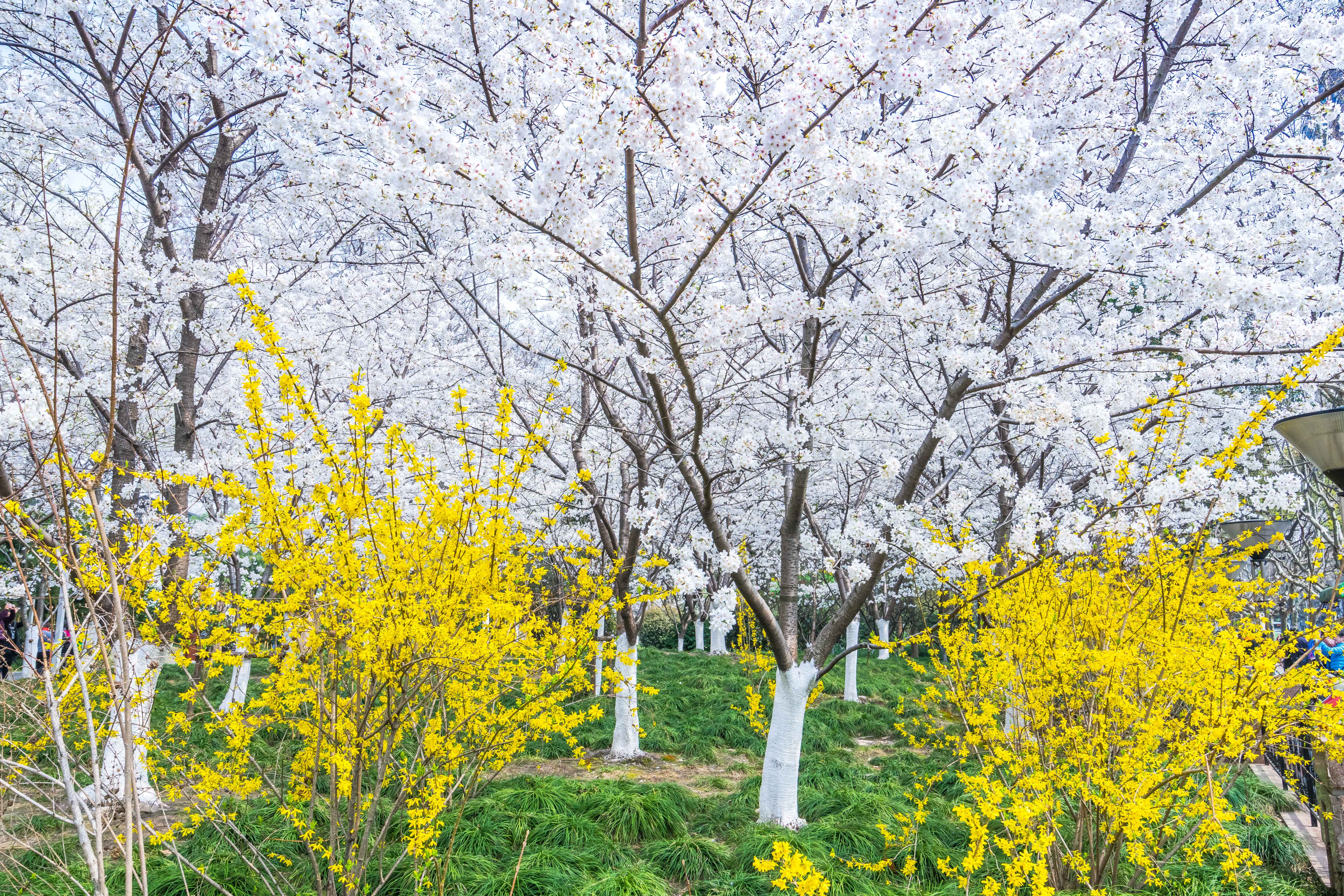 鲁迅公园上海梅花,上海鲁迅公园赏梅