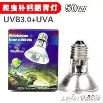 长寿陆龟在哪里,最长寿的缅甸陆龟