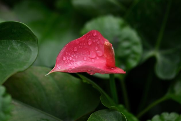 粉掌枯萎了,粉掌花枯萎