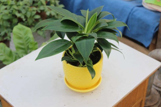 金钻浇了自来水怎么办,金钻浇水多了怎么办