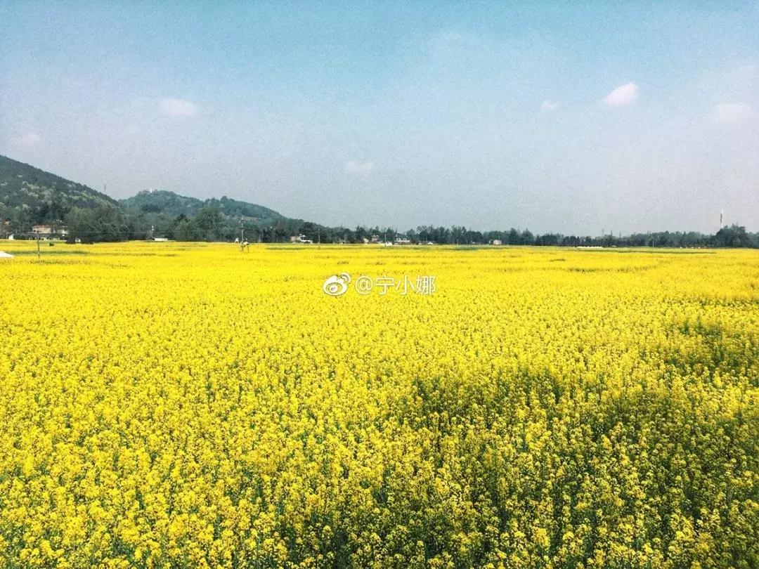 再上5天班，就放小长假！四川哪里*光春**诱人？靠谱实测甩给你