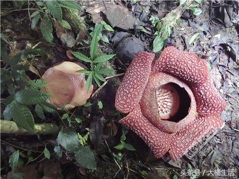 悠哉的沙巴行空气清新重要的是接机仅需1元