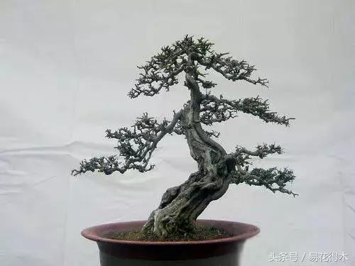 绿化带小叶女贞怎么做盆景,小叶黄杨树盆景的制作和养护管理