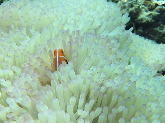 带着我的宝贝豆豆|一起去西太平洋上的海岛国家！