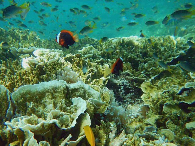 很少人知道的海岛国家！帕劳