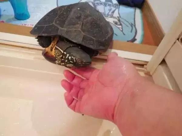 宠物龟怎么避免吃自己的蛋,宠物龟下蛋后自己吃了