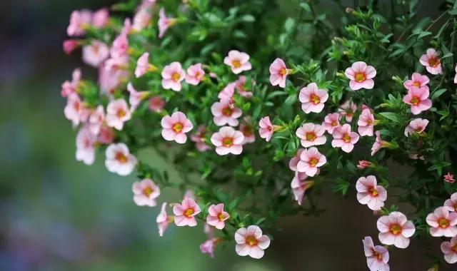 春来花自青秋至叶飘零原文解释,春来花自青秋至叶飘零出自哪里