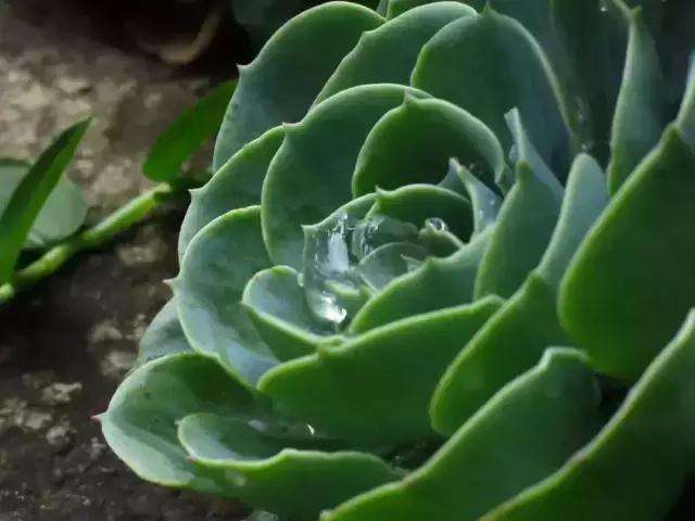 春来花自青秋至叶飘零原文解释,春来花自青秋至叶飘零出自哪里