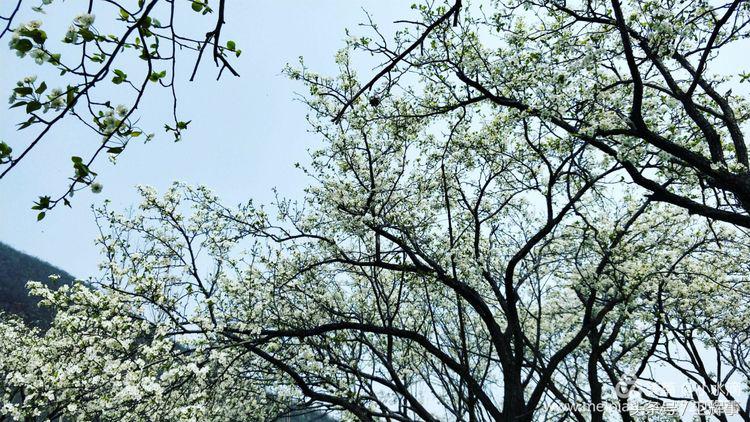 卫辉鲤鱼村道路两侧的千娇百媚……