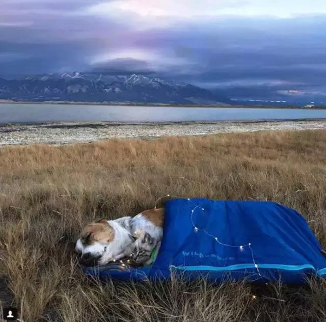 我有狗你有酒吗免费,我有狗你有酒吗