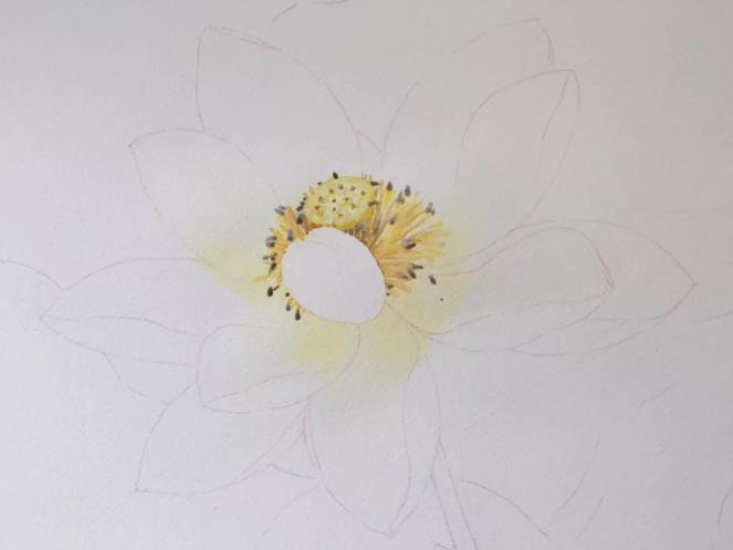 水彩夏天清新森系初学者荷花,水彩荷花画教程入门