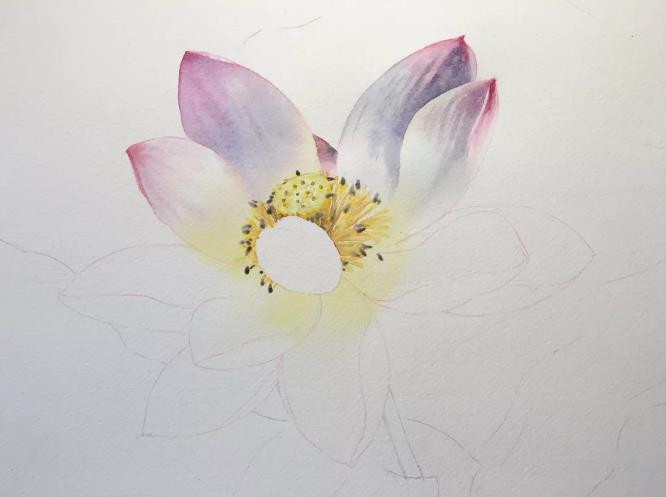 水彩夏天清新森系初学者荷花,水彩荷花画教程入门