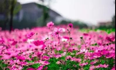 潼南赏花攻略全集,重庆赏花好去处潼南花岩梨花海