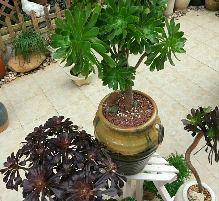 为什么喜欢法师多肉,为什么喜欢养法师