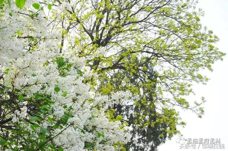 唯美中式风景,唯美花开美景图片