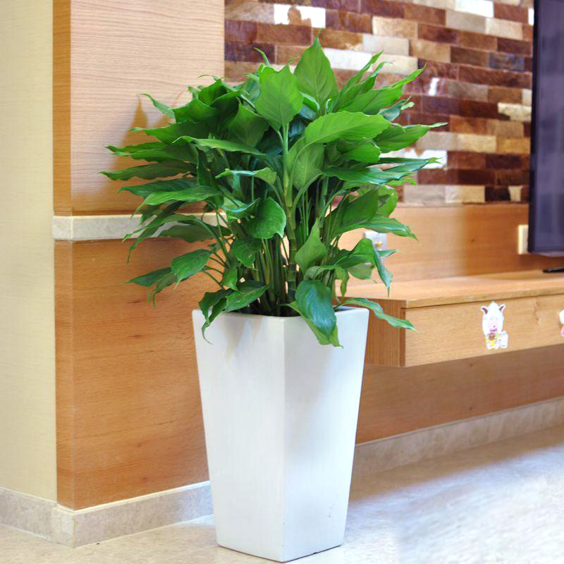 室内养平安树有黄叶怎么办,平安树得了叶斑病怎样修剪