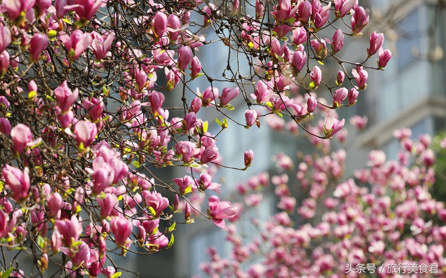 西安最美花路,西安哪条街花好看