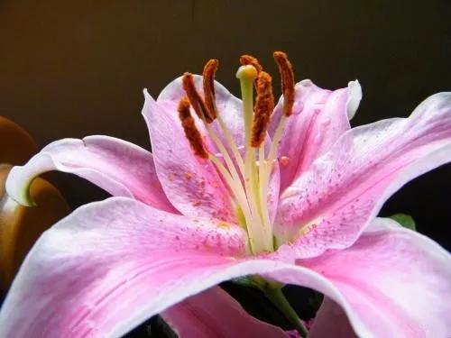 香水百合好养易活四季来开花,带花苞的香水百合怎么养