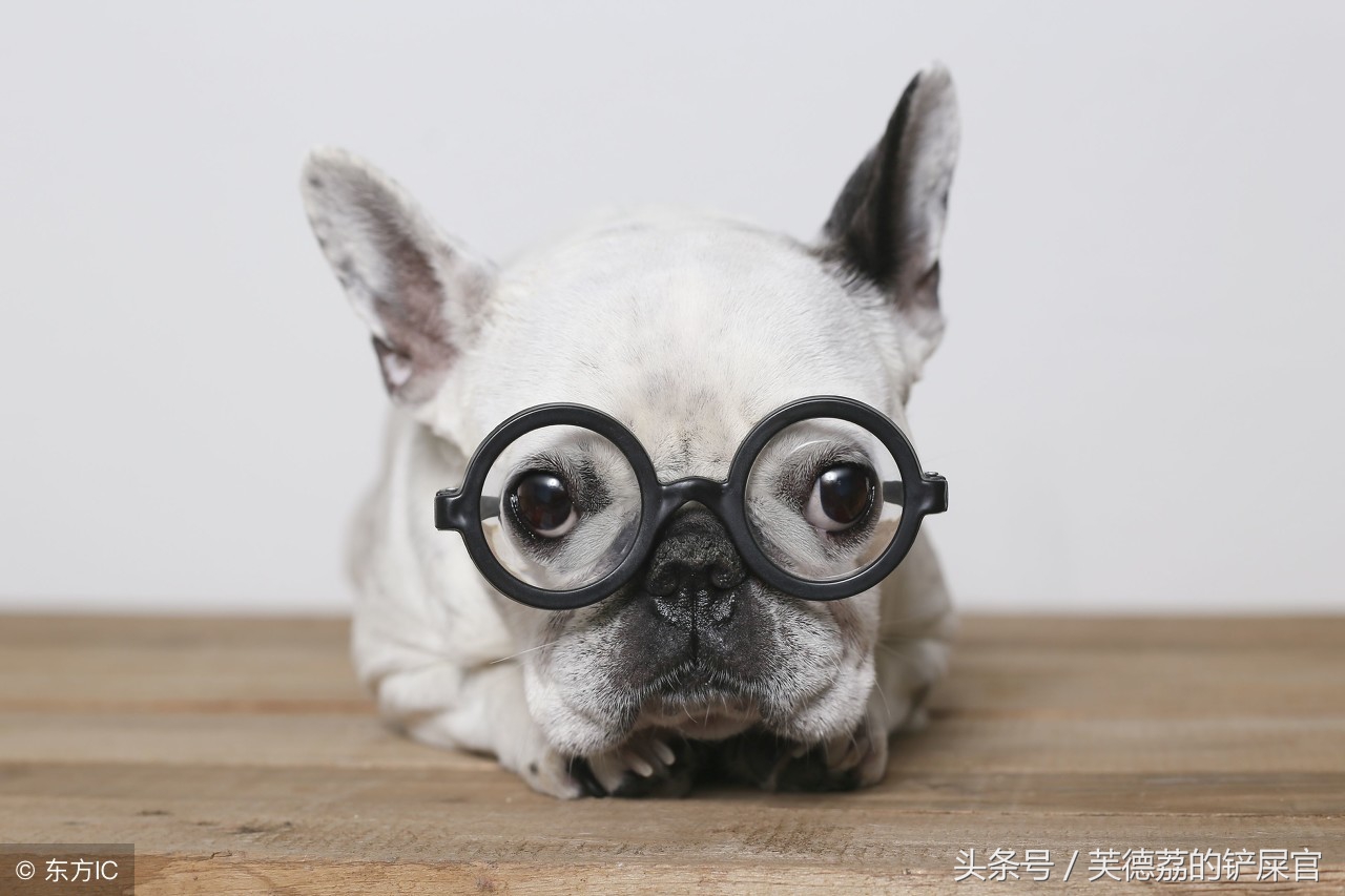 铲屎官的血泪史,新进铲屎官血泪史第一天