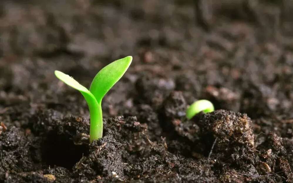 买到假种子该投诉哪个部门,买到假种子最多可以怎么处罚