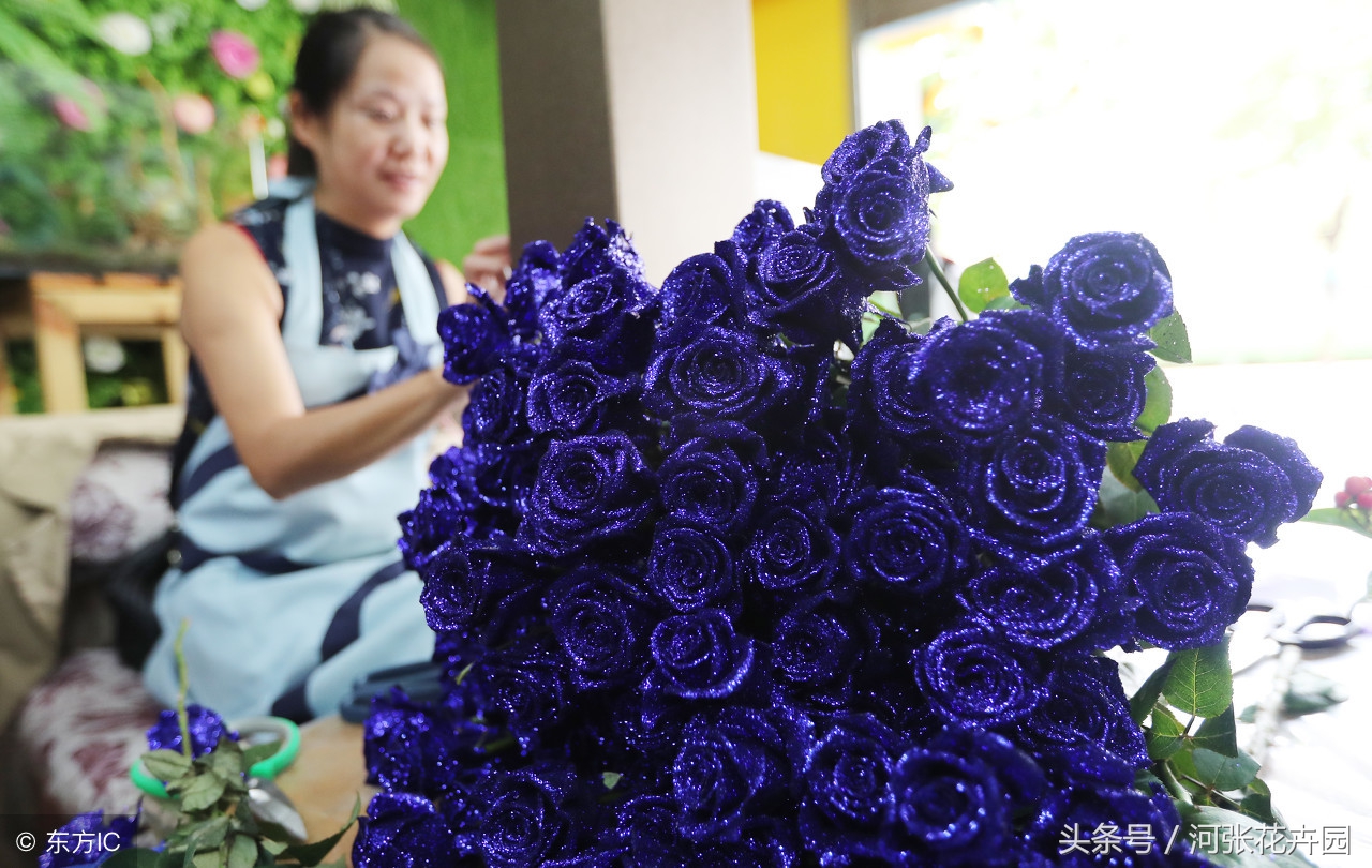 蓝玫瑰蓝色妖姬的花语及含义解析,蓝玫瑰的花语蓝色妖姬代表什么