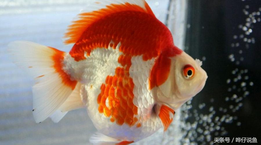 金鱼为啥养一年多死了,金鱼为什么活的时间很少