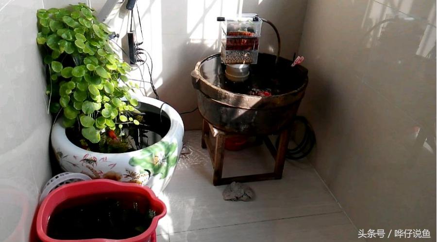 金鱼为啥养一年多死了,金鱼为什么活的时间很少