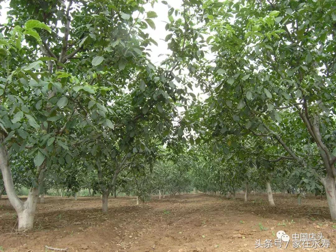 每亩增收,永寿人均收入