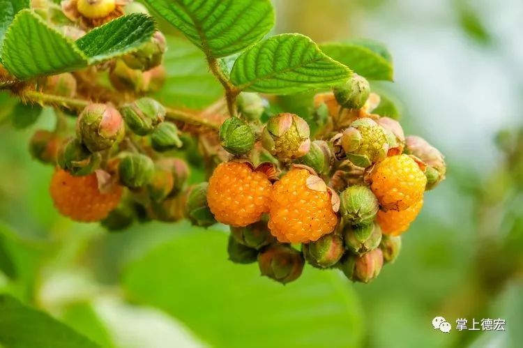 黄泡果熟了,云南特色黄泡