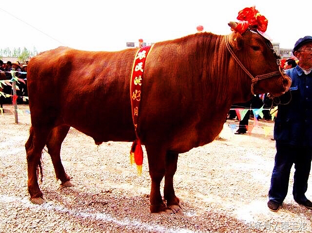 蒋志鑫作品价格是多少钱1平尺,蒋志鑫作品市场价