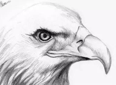 鹰怎么画又霸气又真实,要怎么画真实的老鹰