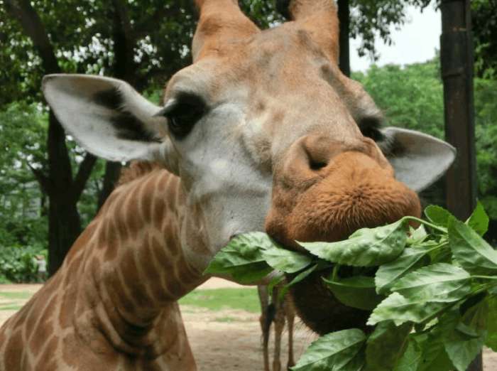 广州长隆野生动物园和广州动物园,广州长隆野生动物园和北京动物园