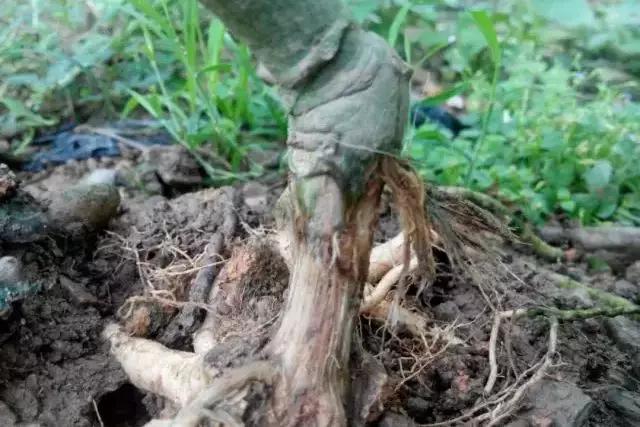 百香果农药病害图解大全,百香果霜霉病病害图谱