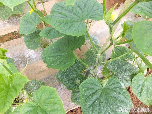 黄瓜能把下面发黄的叶子剪掉吗,黄瓜叶子发黄长斑点用什么药