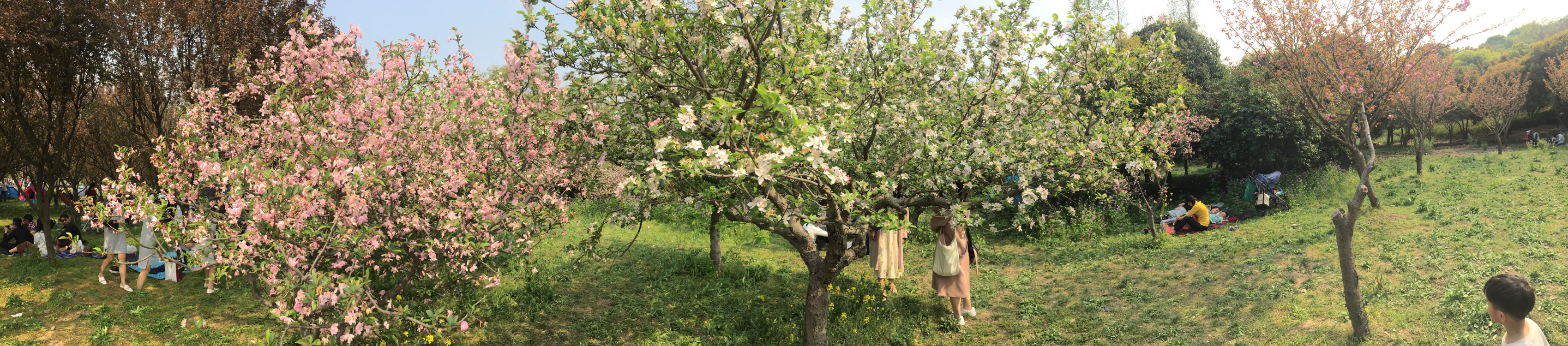 上方山国家森林公园苏州,上方山国家森林公园樱花