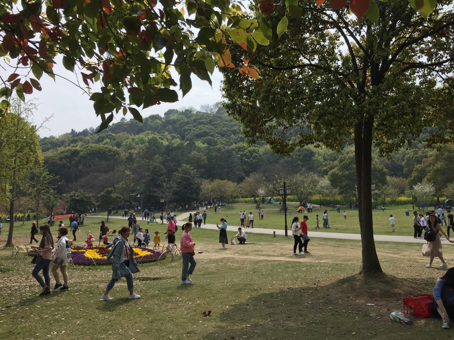 上方山国家森林公园苏州,上方山国家森林公园樱花