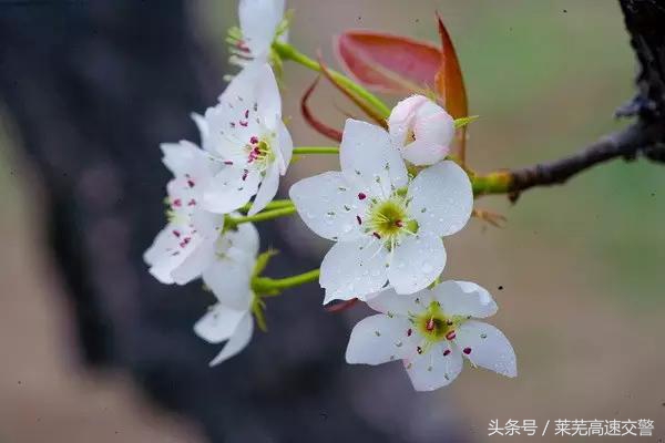 清明游莱芜莲花山,莱芜旅游十大必去景点