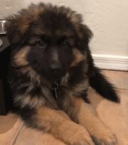 帅气和可爱随时转换,帅气德国牧羊犬视频