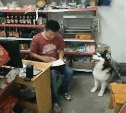 哈士奇是真的不听话吗,哈士奇到底能二到什么程度